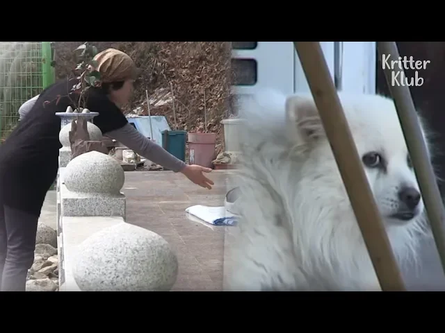 dog loves his mom but his past trauma from this won t let him allow mom s touch | kritter klub